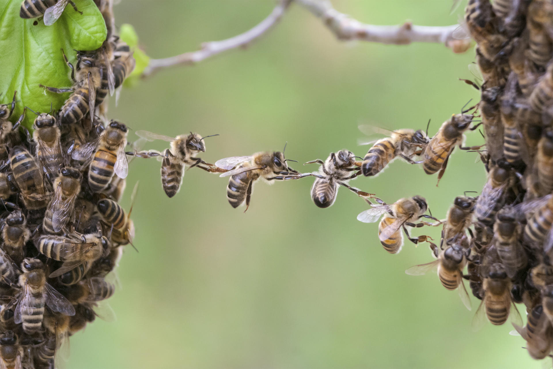 Trust,In,Teamwork,Of,Bees,Linking,Two,Bee,Swarm,Parts.